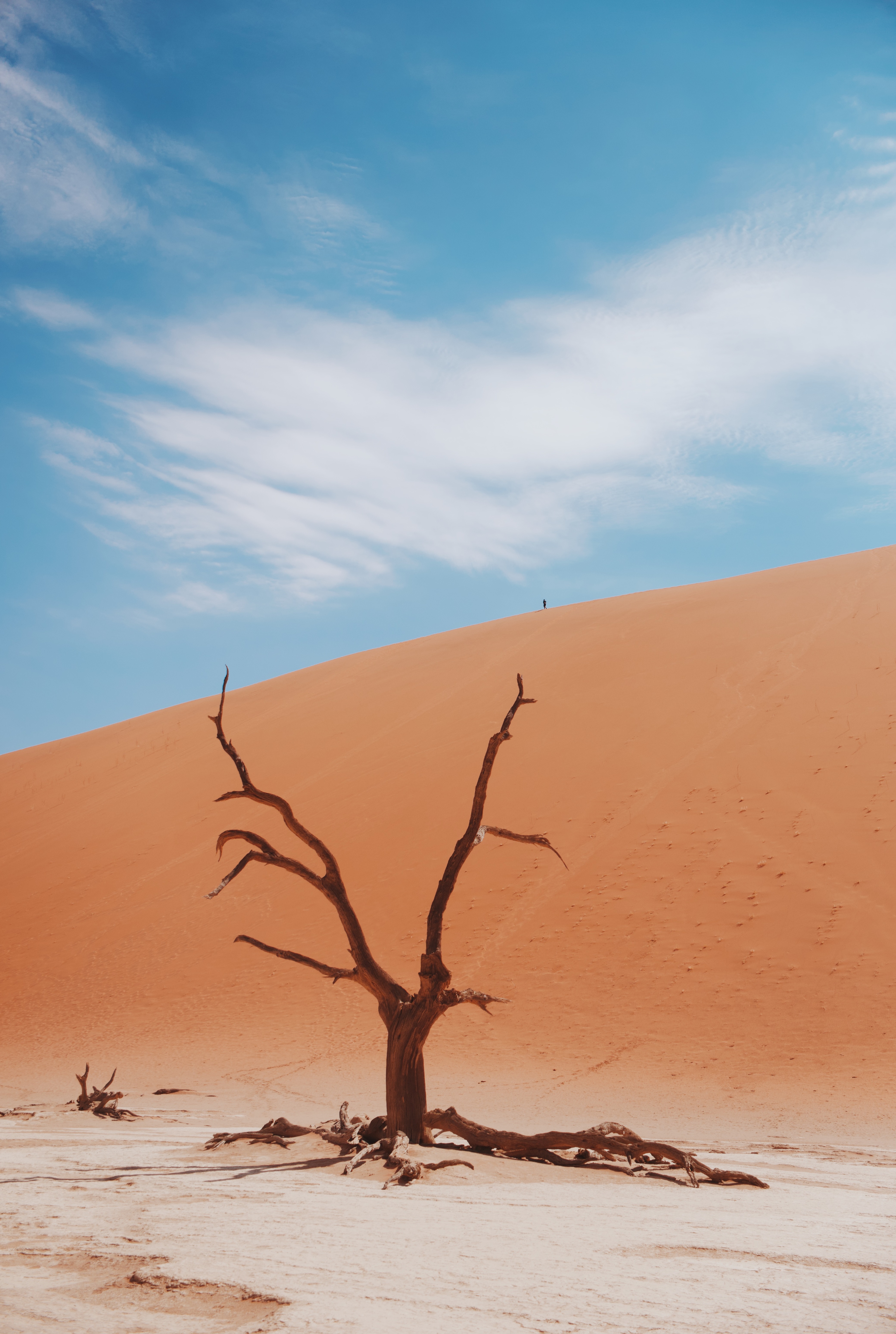 Abgestorbener Baum vor einer Sanddüne in Namibia